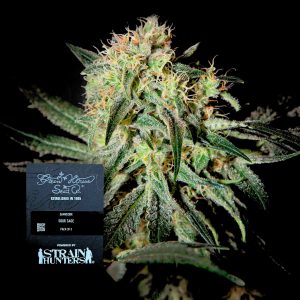 Damn Sour Green House Seeds