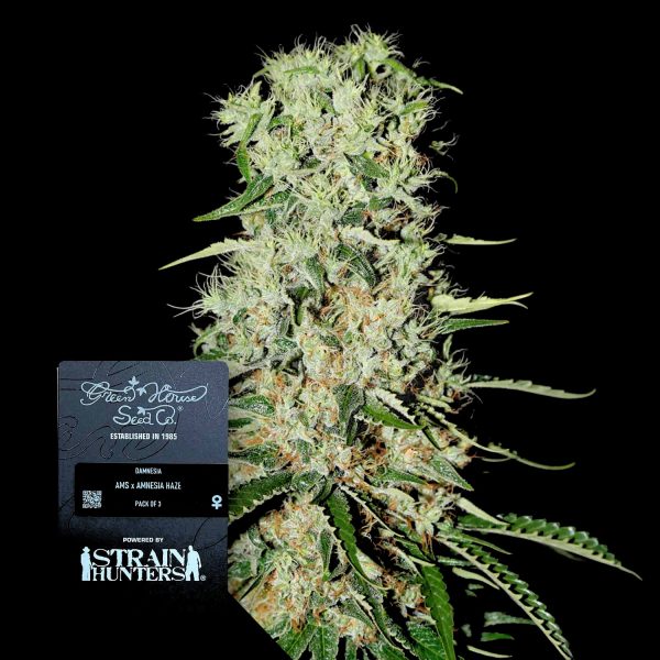 Green House Seeds Damnesia