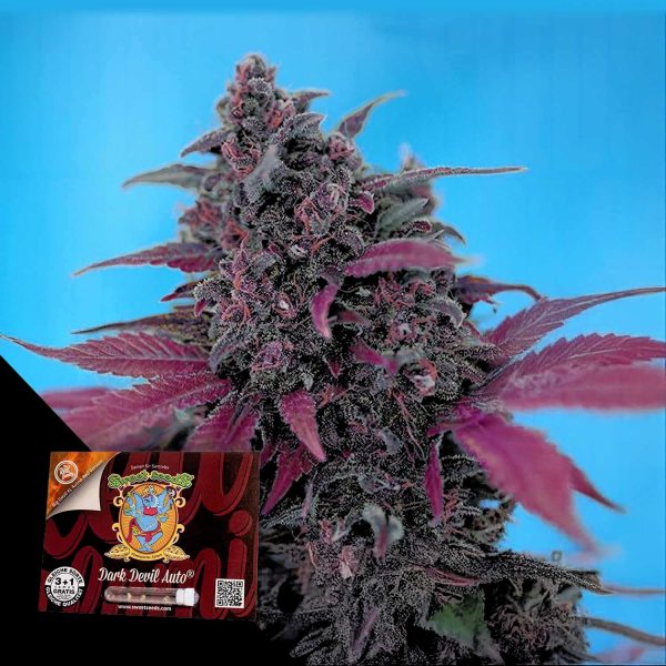 Sweet Seeds Dark Devil Auto