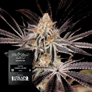 Dark Phoenix Green House Seeds