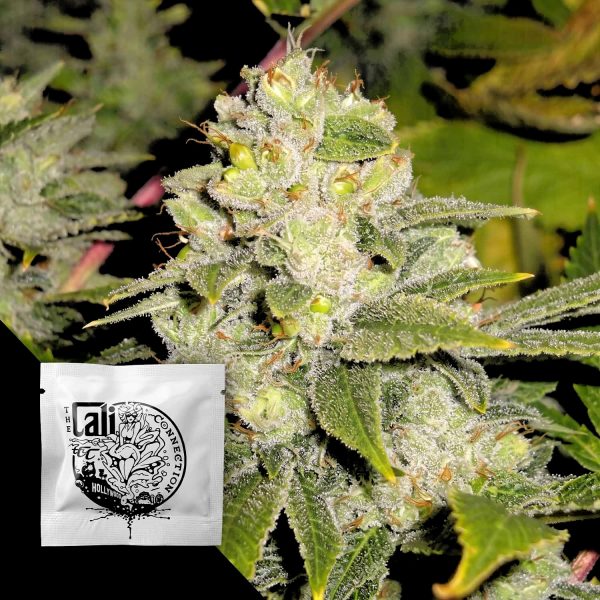 Cali Connection Deadhead OG Auto