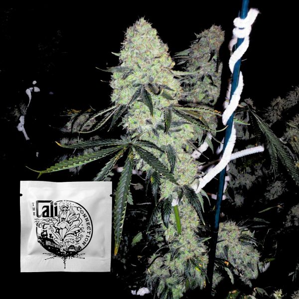 Cali Connection Deadhead OG