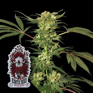 Devil Kush Exotic Seeds