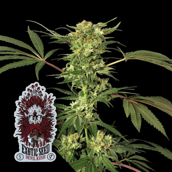 Exotic Seeds Devil Kush