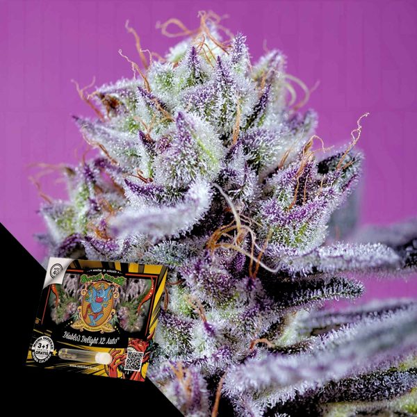 Sweet Seeds Diablo’s Delight XL Auto