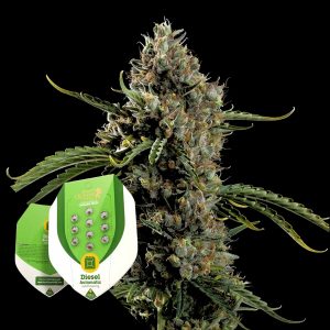 Diesel Auto Royal Queen Seeds