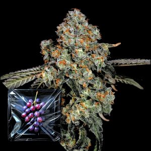 Dirty Grape Nine Weeks Harvest