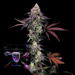 Divine Nectar Cipher Genetics