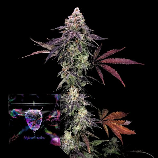 Cipher Genetics Divine Nectar