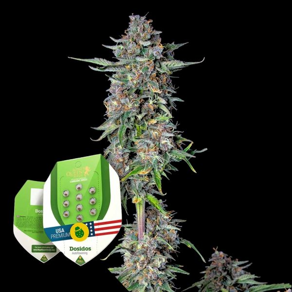 Royal Queen Seeds Do-si-dos Auto