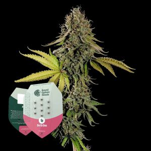 Do Si Dos Royal Queen Seeds