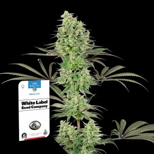 Double Banana Kush Sensi Seeds
