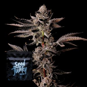 Double Bird Seed Junky Genetics