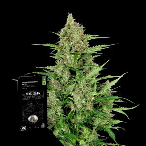 Double Kush Cake Auto Sensi Seeds
