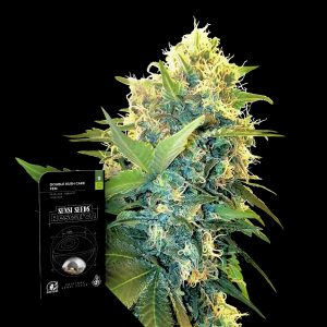 Double Kush Cake Sensi Seeds