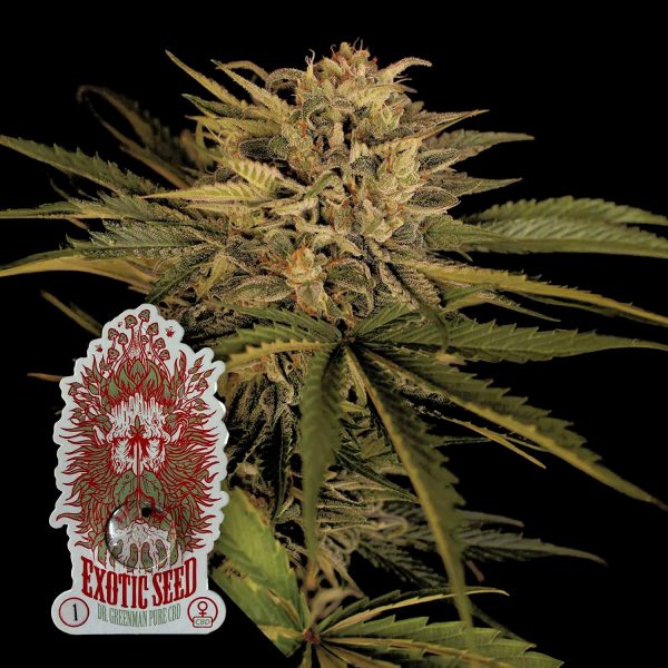 Exotic Seeds Dr. Greenman Pure CBD