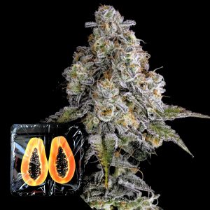 Drip District Nine Weeks Harvest