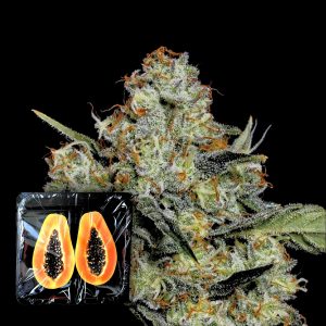 Dulce De Papaya Nine Weeks Harvest