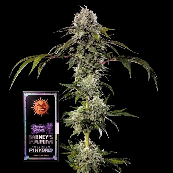 Barneys Farm Durban Poison F1