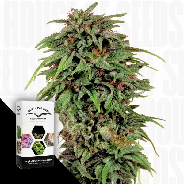 Dutch Passion Durban Poison