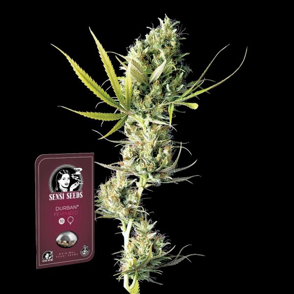 Sensi Seeds Durban