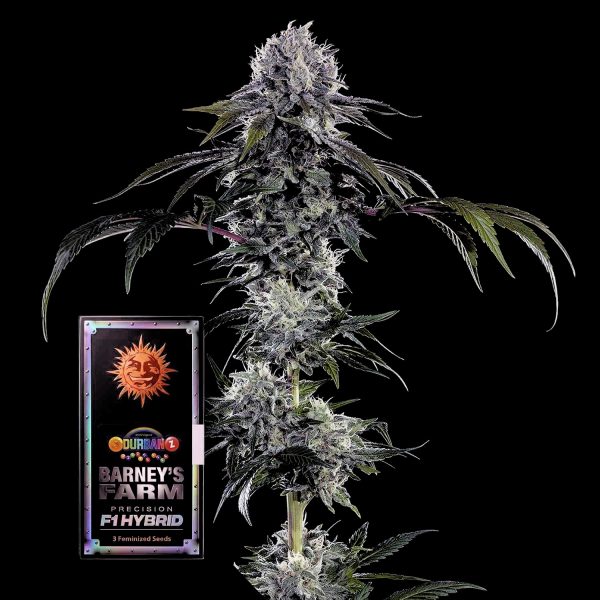 Barneys Farm Durban Z F1