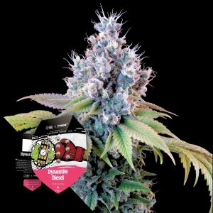 Dynamite Diesel Royal Queen Seeds