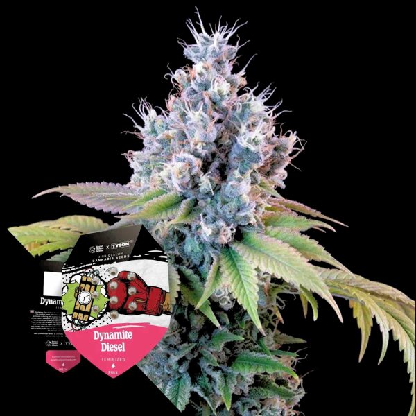 Royal Queen Seeds Dynamite Diesel