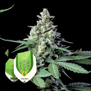 Easy Bud Royal Queen Seeds