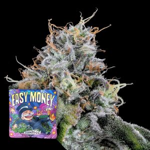 Easy Money Grounded Genetics