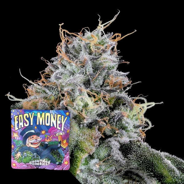 Grounded Genetics Easy Money