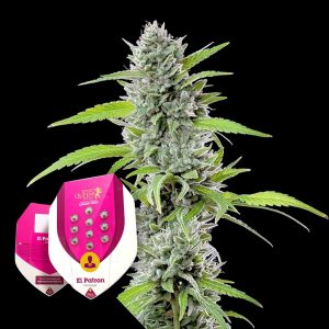 El Patron Royal Queen Seeds