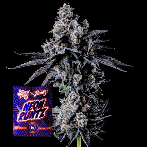 Wizard Trees Empire 54