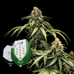 Epsilon F1 Royal Queen Seeds