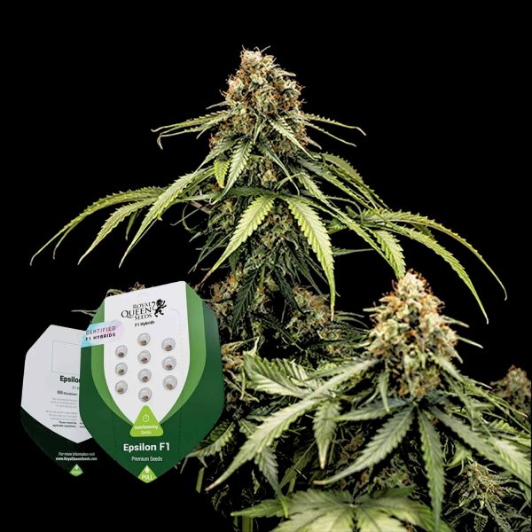 Royal Queen Seeds Epsilon F1
