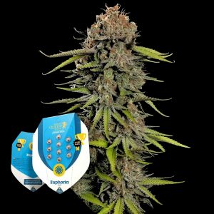 Euphoria Royal Queen Seeds