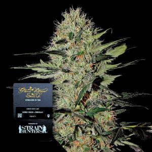Exodus Cheese Auto Green House Seeds