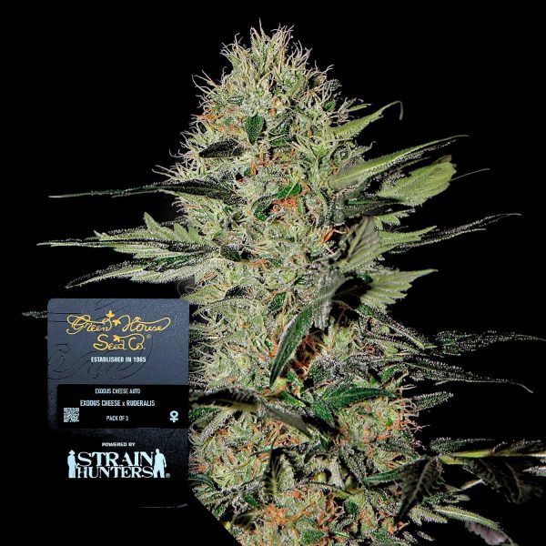 Green House Seeds Exodus Cheese Auto