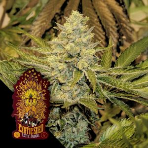 Exotic Seeds Exotic Animal