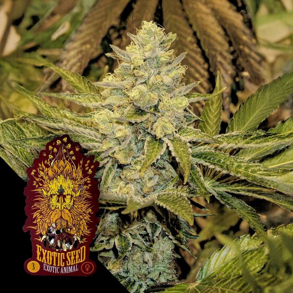 Exotic Seeds Exotic Animal