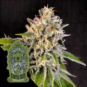 Exotic Biscotti Exotic Seeds