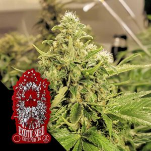 Exotic Pure Cbg Exotic Seeds