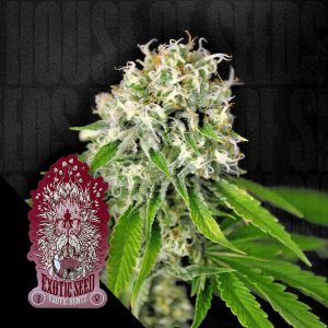 Exotic Runtz Exotic Seeds