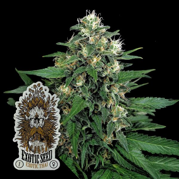 Exotic Seeds Exotic Thai