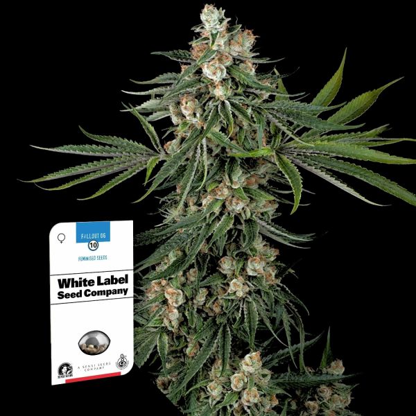 Sensi Seeds Fallout OG