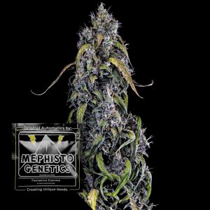 Fantasmo Express Auto Mephisto Genetics