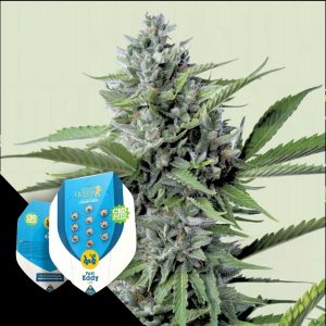 Fast Eddy Automatic Cbd Royal Queen Seeds