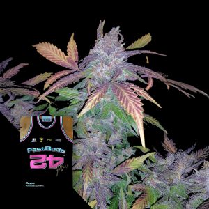 Fastberry Auto 420 Fast Buds