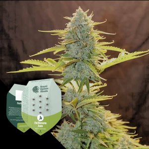 Fat Banana Auto Royal Queen Seeds
