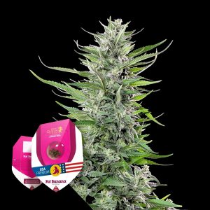 Fat Banana Royal Queen Seeds